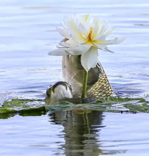 鱼吃荷花