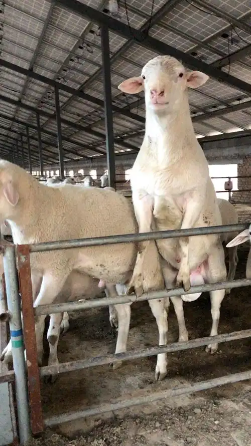 英姿飒爽的澳洲白种公羊