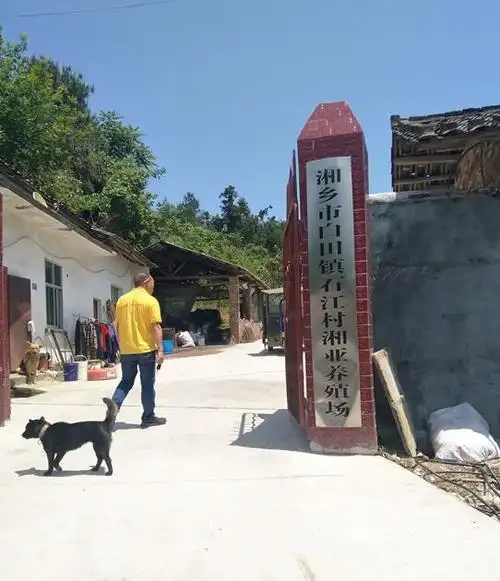 湘亚养殖场三百米输送管直通农田让猪粪物尽其用