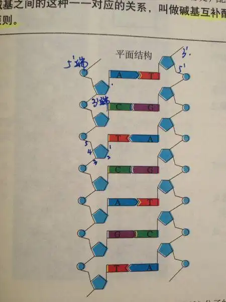 这个dna分子结构模式图哪里错了?_百度知道