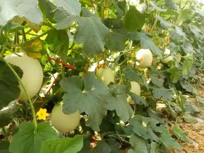 来常熟王庄尝一口西瓜味的夏天