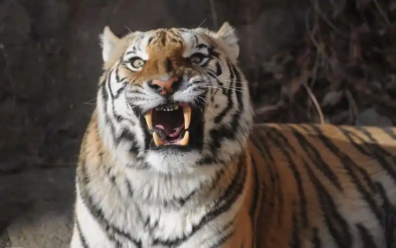 老虎发怒的嘶吼声