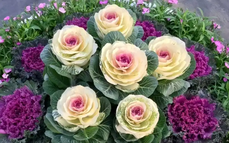 盆栽羽衣甘蓝冷知识