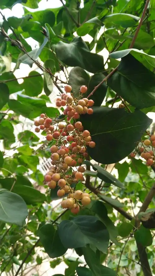 小区楼前花坛中的丁香果.
