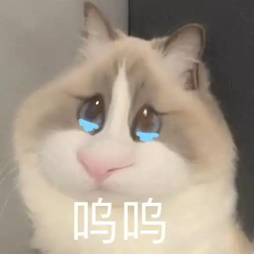 仓鼠猫猫表情包