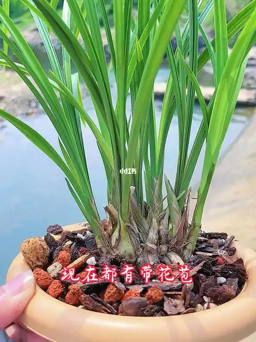 百万天价兰花现在走进平民百姓家