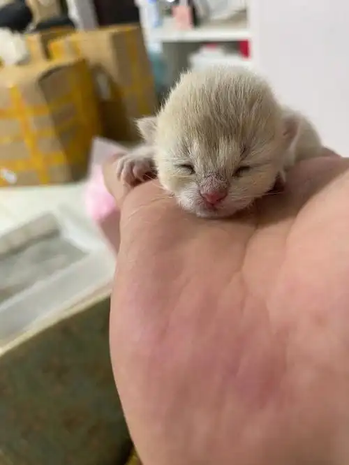 15号出生的蓝金渐层,目前看来两只弟弟两只妹妹,11色和12色的弟弟妹妹