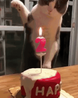 猫咪过生日主人让它吹蜡烛猫接下来的动作让人笑喷