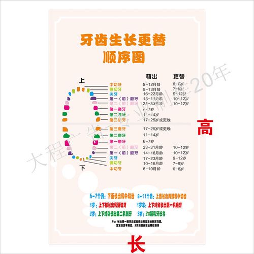牙齿生长更替顺序图 儿童牙科知识宣传装饰自粘自贴画