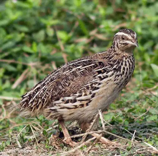 快来看无量山野鸡都有哪些种类
