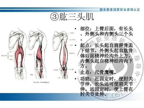 ③肱三头肌   部位:上臂后面,有长头 ,外侧头和内侧头三个头 .