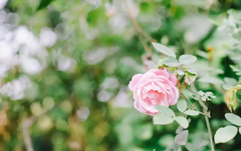 清新夏日风景唯美桌面壁纸