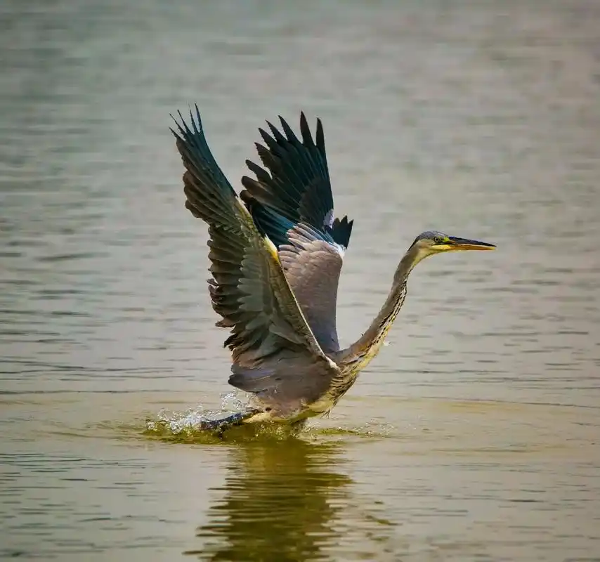 苍鹭:是鸟纲,鹭科,鹭属的一种涉禽,也是鹭属的模式种.头,颈 - 抖音
