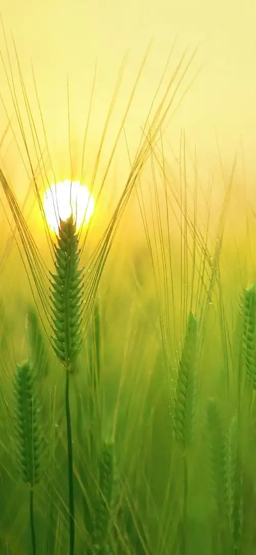 有哪些适合华为p30/p30 pro的壁纸?