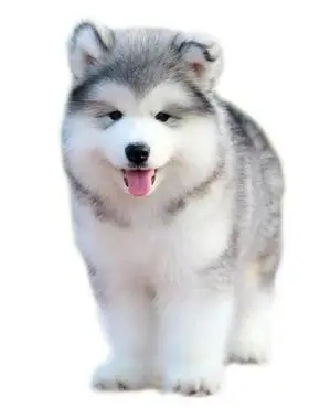 纯种大型阿拉斯加幼犬活体熊版阿拉斯加雪橇犬阿拉斯加宠物狗