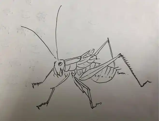 蝈蝈的画法20180623