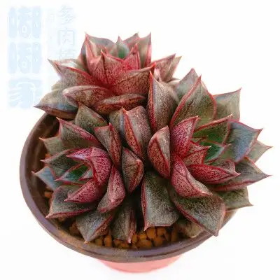 多肉【大和锦群生多头】