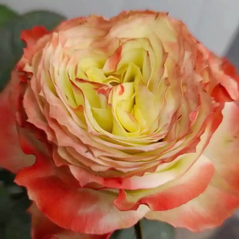 这款阿凡达鲜花月季真的太美了,大苗多季开花,勤花不辜负,春夏 - 抖音