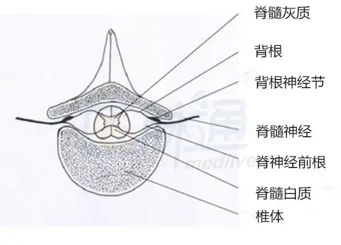 综述:脊髓疾病的不典型表现及其鉴别