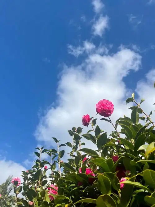 蓝天.白云.红花.