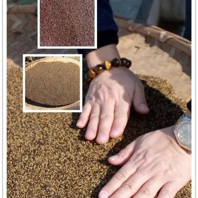 出售毛叶山桐子种子