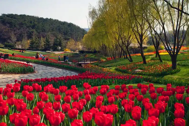 辽宁旅游摄影协会摄影创作基地将在"大连英歌石植物园"挂牌"活动召集.