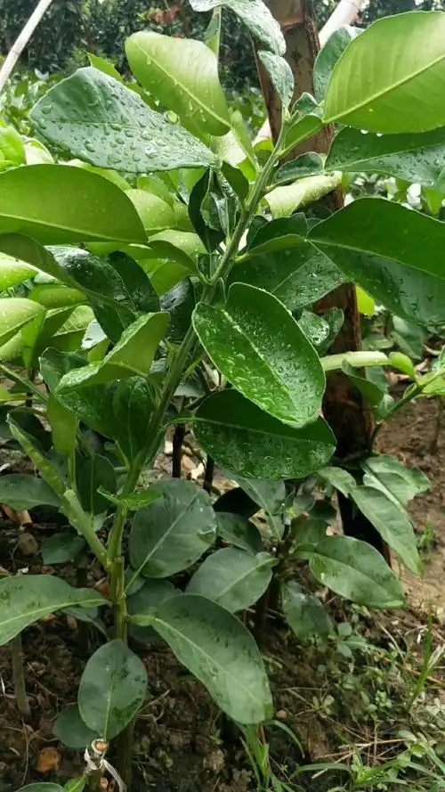 广西万苑果苗越南青柚苗 越南青皮柚苗 越南青皮柚子苗 越南青皮蜜柚