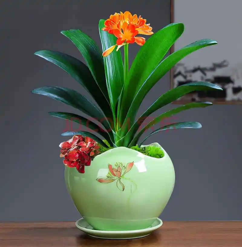 以下是一些建议您在室内养殖的花卉:君子兰君子兰为耐阴植物,叶片挺拔