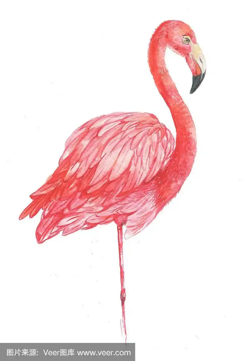 红色火烈鸟.插图水彩画