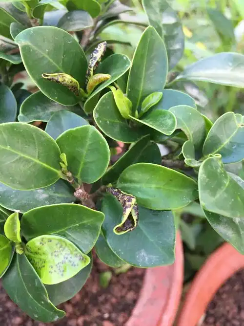 请问各位花友知道我这个人参榕树是怎么了吗,它才长出来的新叶子就有