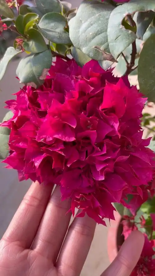 重瓣红三角梅带花发货