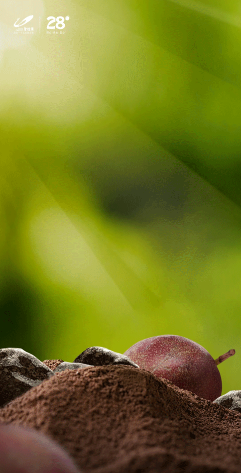 的毅力追逐阳光,追求生命的意义它都会排除万难破土而出不论被播撒在