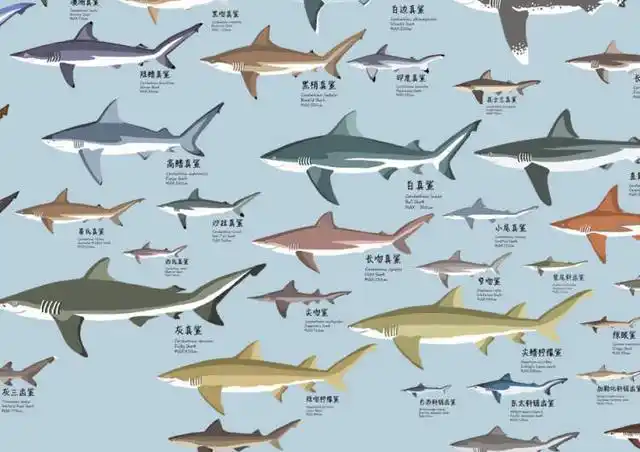 冲上热搜网红否认用大白鲨做美食到底吃的是哪种鲨鱼是保护动物吗