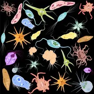 不同单细胞真核生物原生动物载体图解集照片