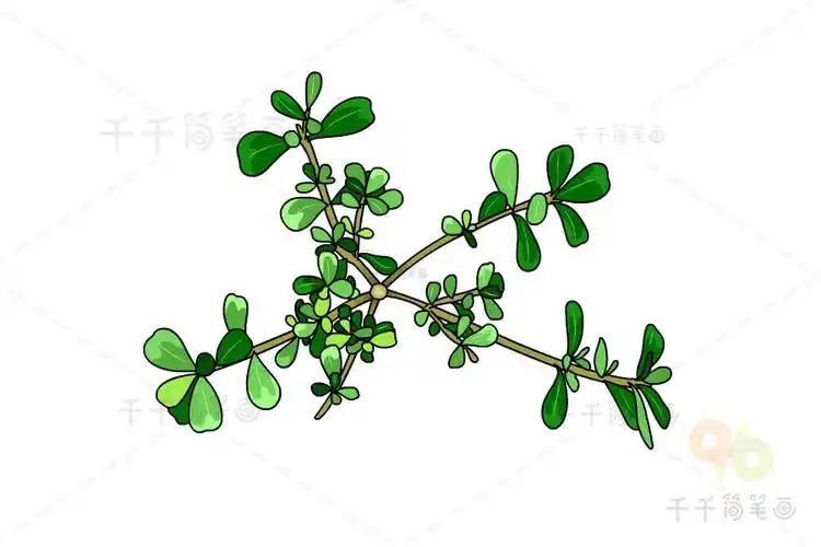 马齿苋简笔画