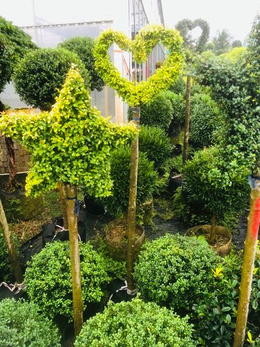 女贞四季常绿户外耐寒花镜植物亮晶蜡树亮金绿植