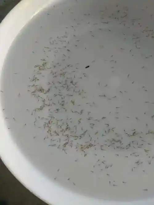 泥鳅水花照片(唐孝革供图)五,挤卵后的种鱼,在清水中会很快复苏.