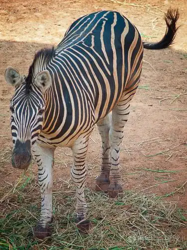 一只斑马在动物园里的特写