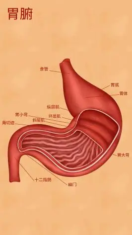 医疗人体组织器官胃腑实例图卡通插画
