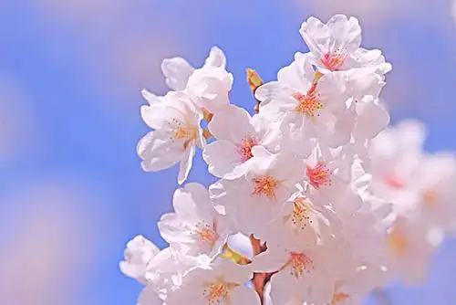 樱花图片_图片大全