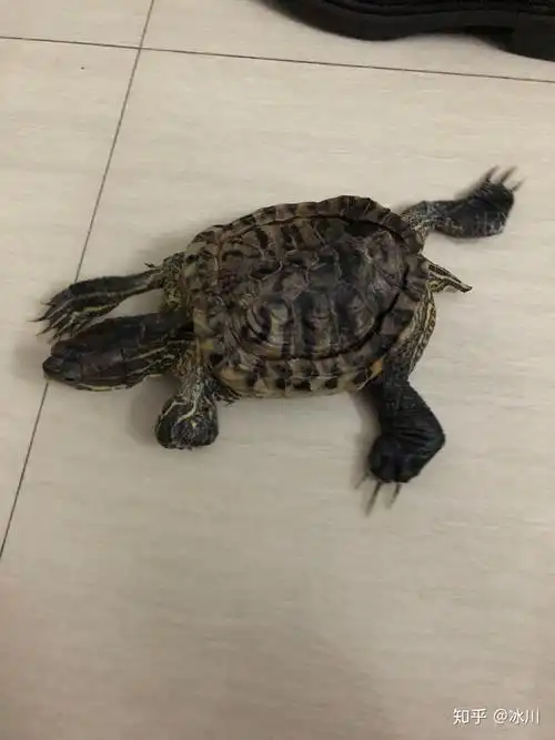 多大的巴西龟可以冬眠