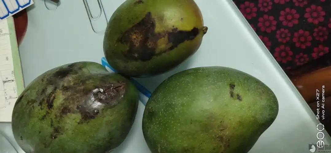 人间风雪店卖的海南金煌芒发成攀枝花凯特芒果,而且收到的货都是烂的