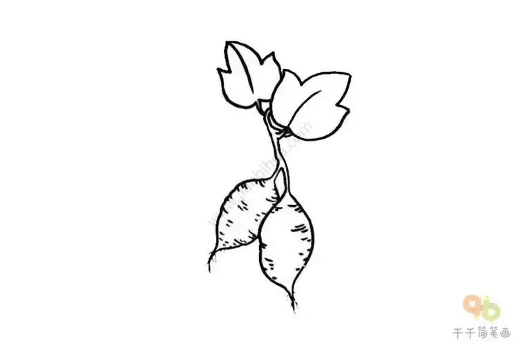 红薯简笔画