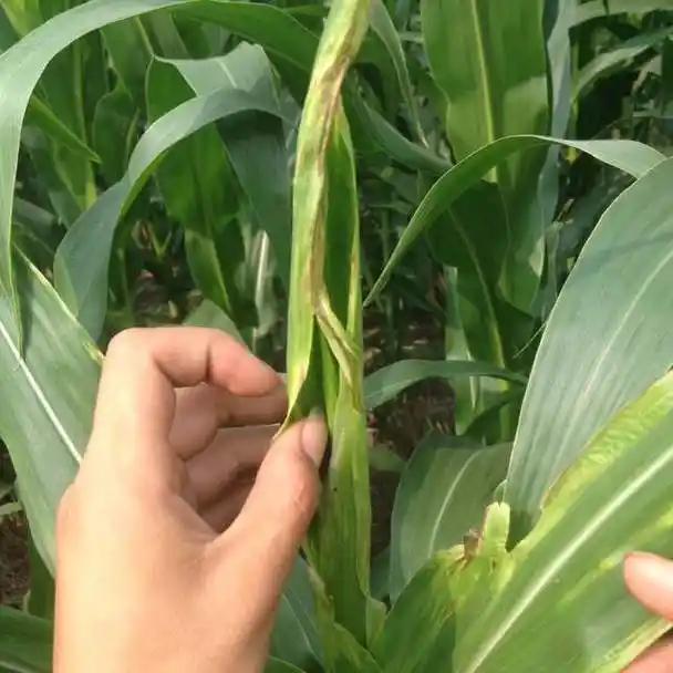 玉米烂心 长不出新叶子来 是什么病啊