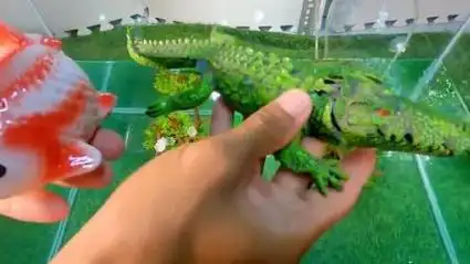 少儿玩具:认识八爪鱼,泥鳅,鲶鱼,鳄雀鳝等