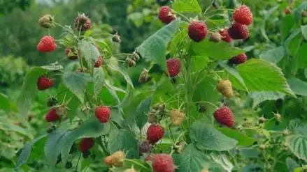 blackberrybusheslotsofblackberriesgrowinginthefield