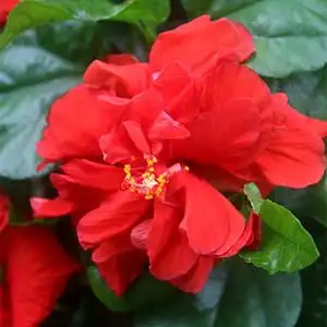 【扶桑花大花重瓣图片】扶桑花大花重瓣图片大全_好便宜网