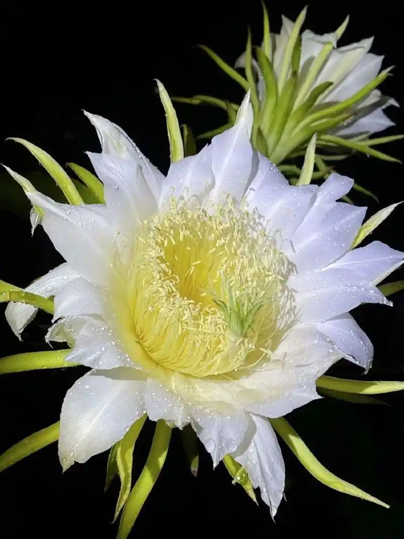 火龙果花竟然和昙花一样只在夜间开放[小白菊]#冷科普#  火龙果又称