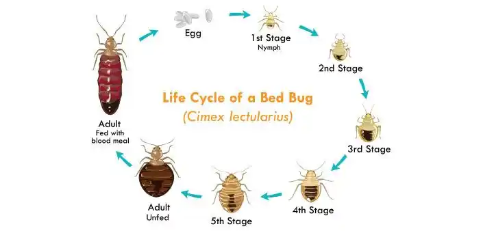 臭虫(床虱)防治 – 详情