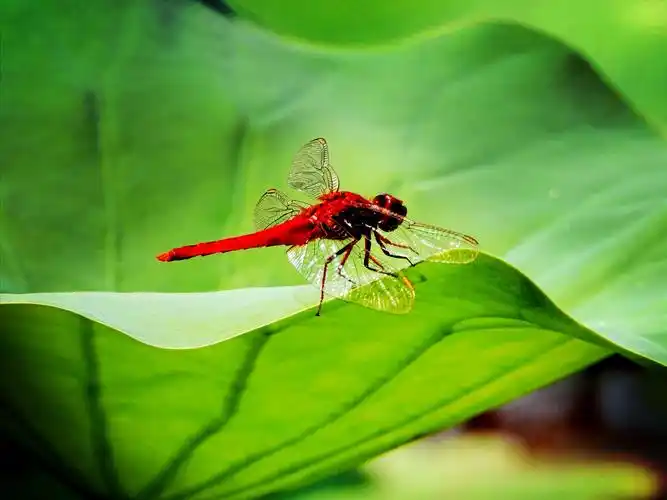 荷中的小蜻蜓